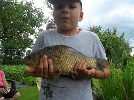 Karas obecný, 37 cm, 1 kg