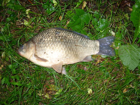 Karas obecný, 36 cm, 1.2 kg