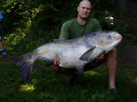 Tolstolobec pestrý, 133 cm, 37 kg