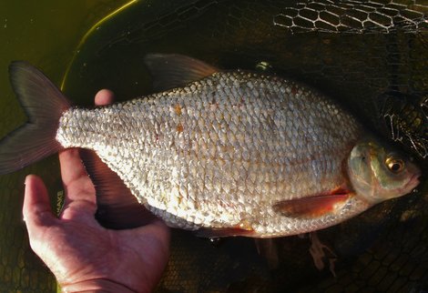 Cejnek malý, 39 cm
