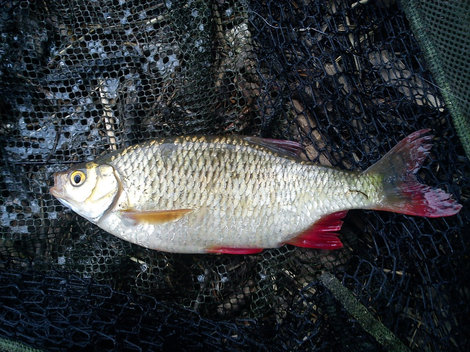 Perlín ostrobřichý, 27 cm