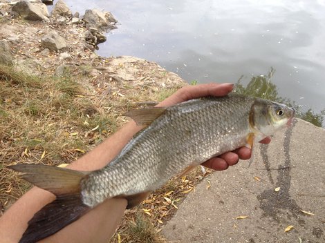 Ostroretka stěhovavá, 52 cm