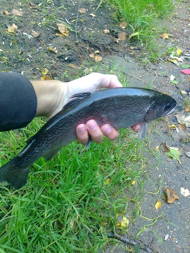 Pstruh duhový, 35 cm