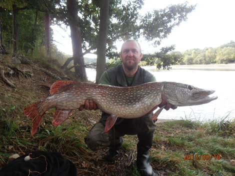 Štika obecná, 112 cm, 12 kg