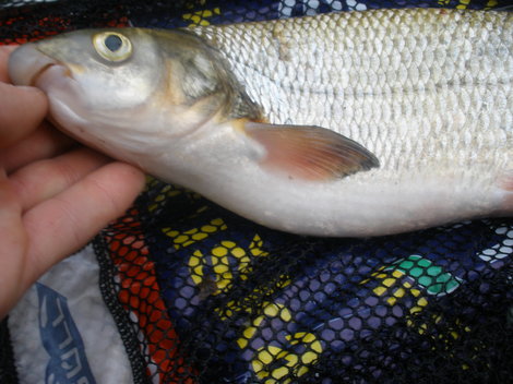 Ostroretka stěhovavá, 48 cm, 1 kg