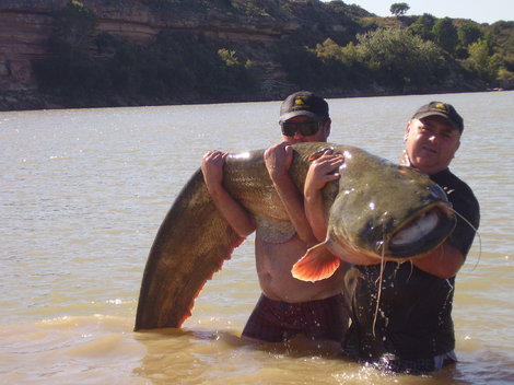 Sumec velký, 244 cm, 92 kg