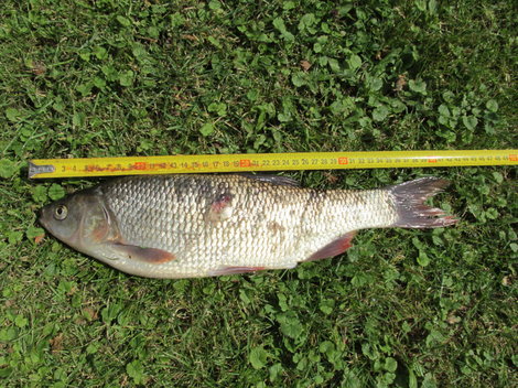 Jelec jesen, 43 cm