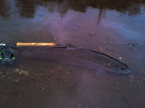 Hlavatka obecná, 62 cm, 4 kg
