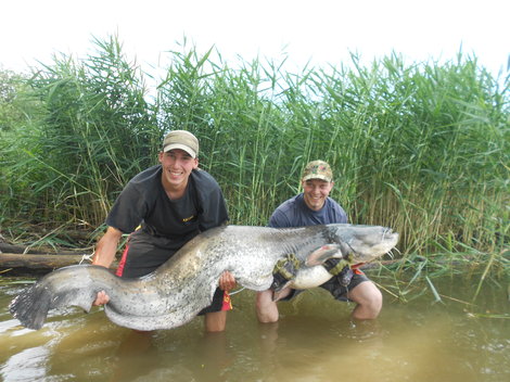 Sumec velký, 220 cm, 70 kg