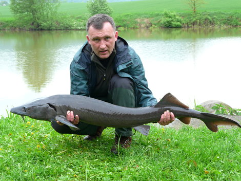 Jeseter sibiřský, 152 cm, 16.6 kg
