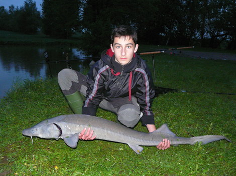 Jeseter sibiřský, 149 cm, 15.5 kg