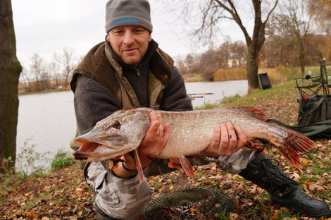 Štika obecná, 87 cm, 4.9 kg