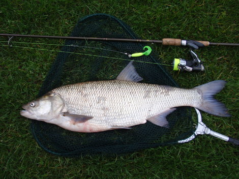 Bolen dravý, 83 cm, 5.3 kg