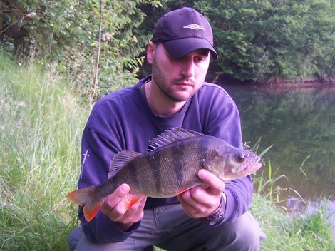 Okoun říční, 38 cm