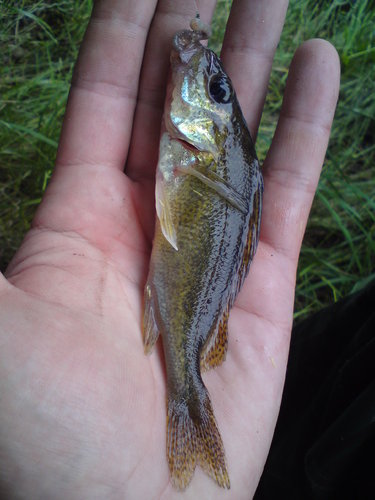 Ježdík obecný, 15 cm