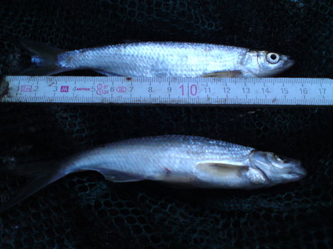 Ouklej obecná, 16 cm