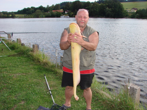 Sumec velký, 110 cm