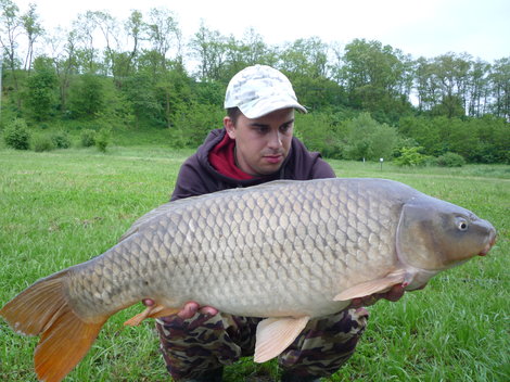 Kapr obecný, 85 cm, 11 kg