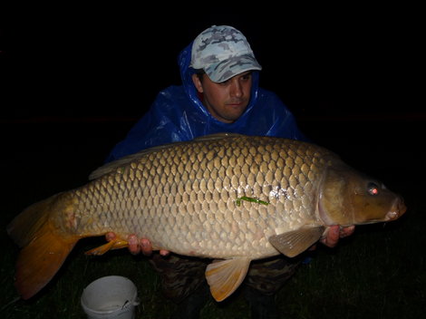 Kapr obecný, 81 cm, 10 kg