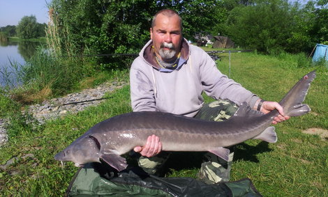 Jeseter sibiřský, 141 cm, 18 kg