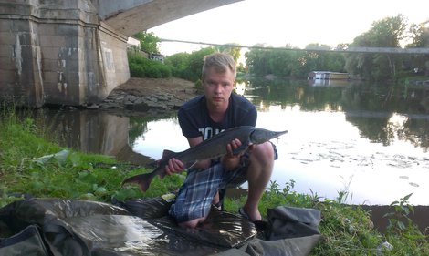 Jeseter sibiřský, 92 cm, 4 kg