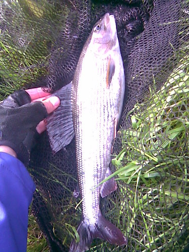 Lipan podhorní, 37 cm