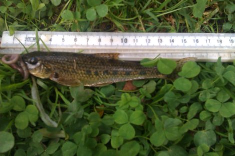 Hrouzek obecný, 15 cm