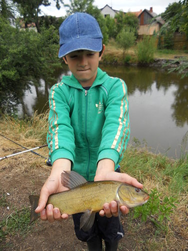 Lín obecný, 30 cm