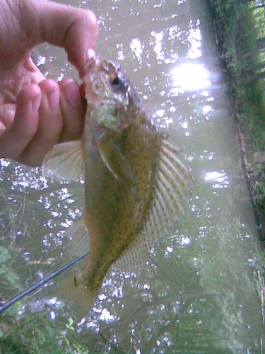 Ježdík obecný, 16 cm