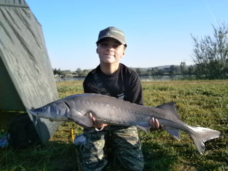 Jeseter sibiřský, 102 cm, 13.2 kg