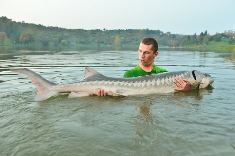 Jeseter bílý, 190 cm, 50 kg