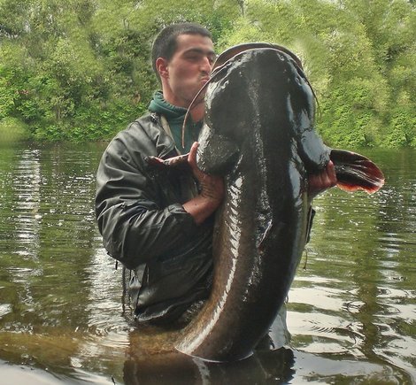 Sumec velký, 199 cm