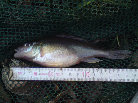 Ježdík obecný, 15 cm