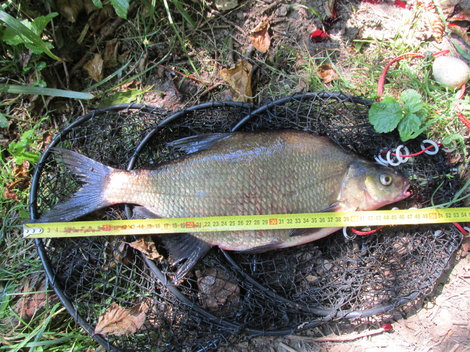Cejn velký, 48 cm, 1.2 kg