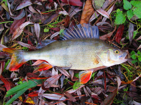 Okoun říční, 29 cm