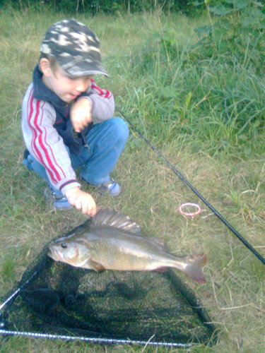Okoun říční, 45 cm