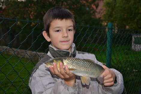 Amur bílý, 42 cm