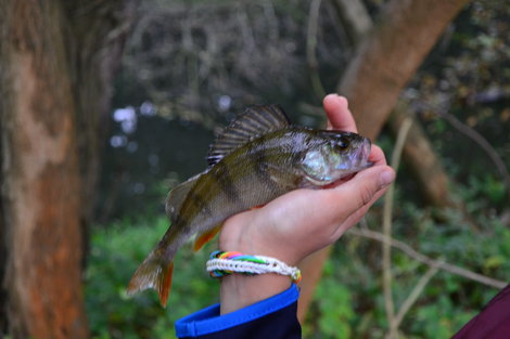 Okoun říční, 14 cm