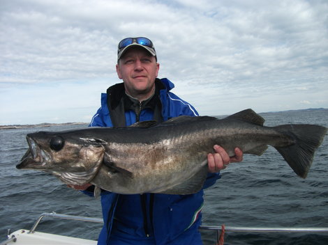Treska pollack, 89 cm, 7.6 kg