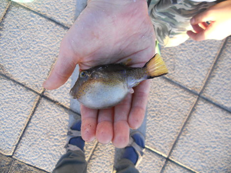 Tropické ryby, 10 cm