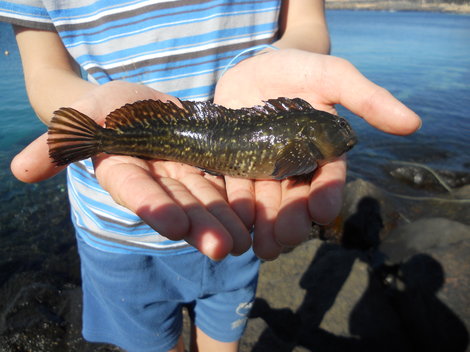 Tropické ryby, 12 cm