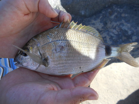 Tropické ryby, 19 cm
