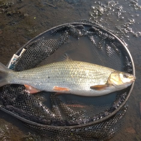 Ostroretka stěhovavá, 50 cm