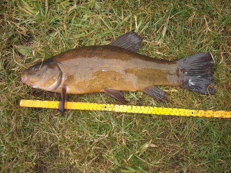 Lín obecný, 46 cm