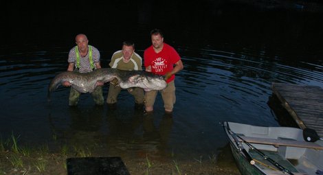 Sumec velký, 233 cm, 80 kg