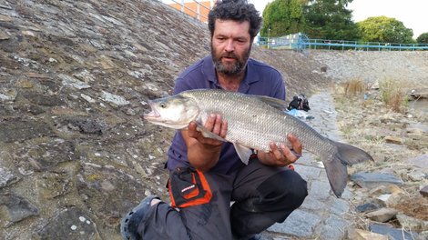 Bolen dravý, 80 cm, 7.5 kg