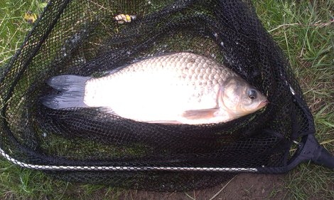 Karas stříbřitý, 38.5 cm