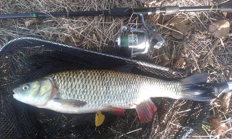 Jelec tloušť, 48 cm, 1.15 kg