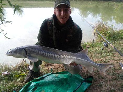 Jeseter bílý, 120 cm, 9 kg