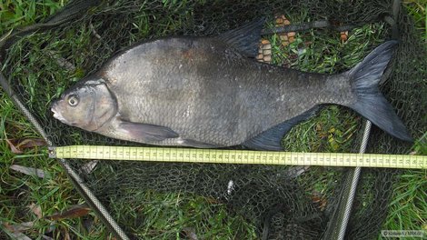 Cejn velký, 55 cm